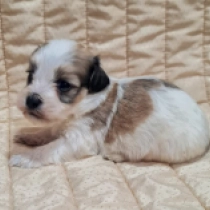 Bugsy, red white Havaneser Welpen kaufen