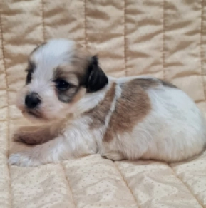 Perros Bichón Habanero en venta