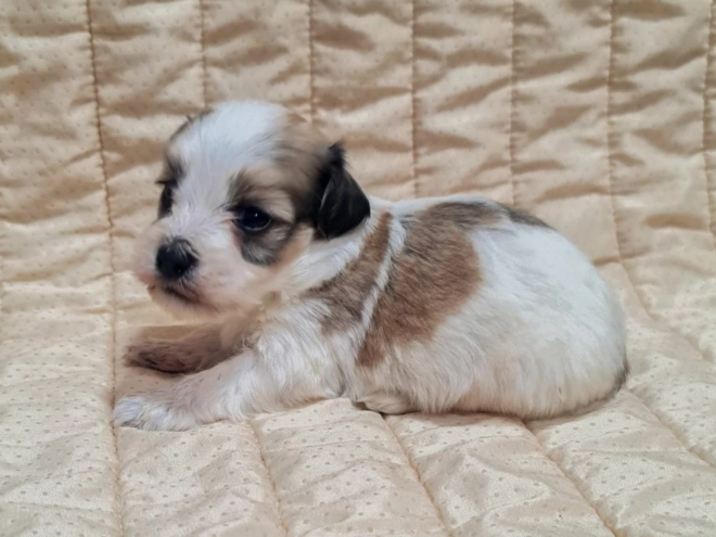 Havanese puppy for sale