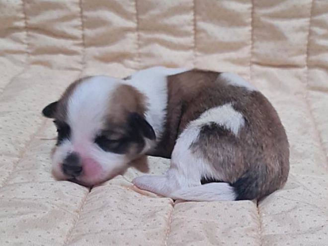 Perros Bichón Habanero en venta