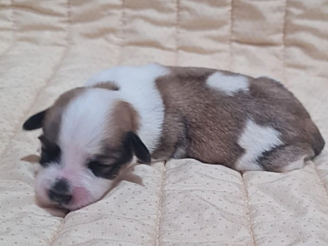 Perros Bichón Habanero en venta