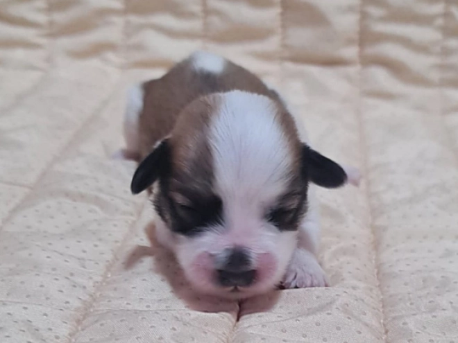 Perros Bichón Habanero en venta