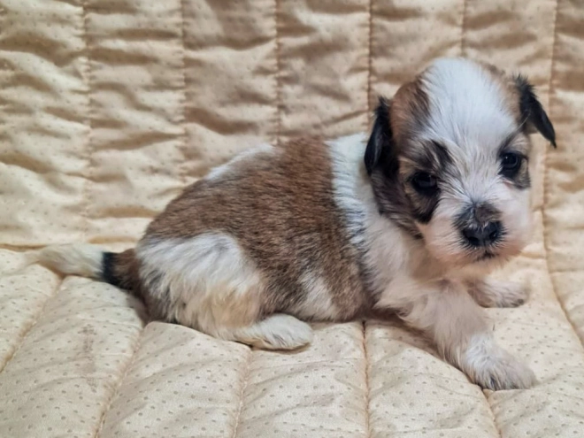 Perros Bichón Habanero en venta