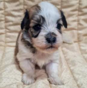 Perros Bichón Habanero en venta