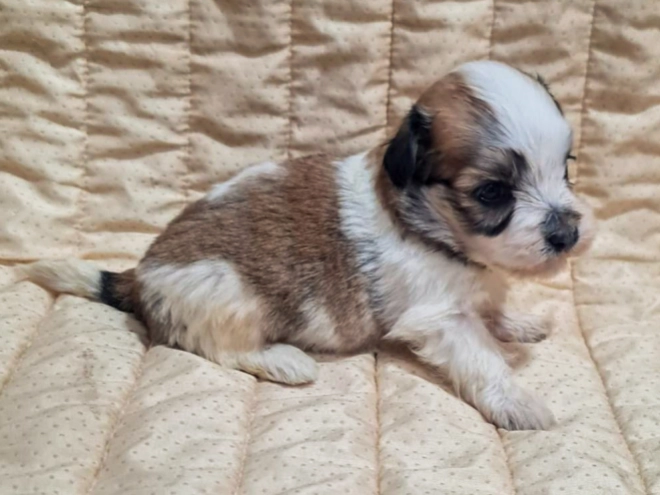 Perros Bichón Habanero en venta