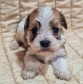 Perros Bichón Habanero en venta