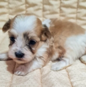 Perros Bichón Habanero en venta