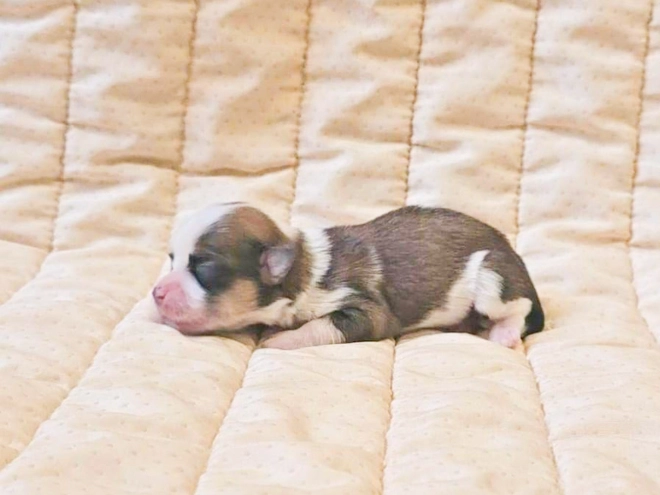 Havanese puppy for sale