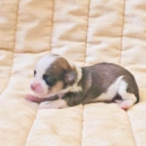 Minnie, sable and white Bichón Habanero en venta