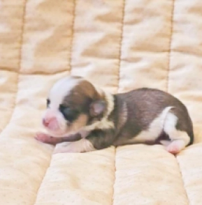 Havanese puppy for sale