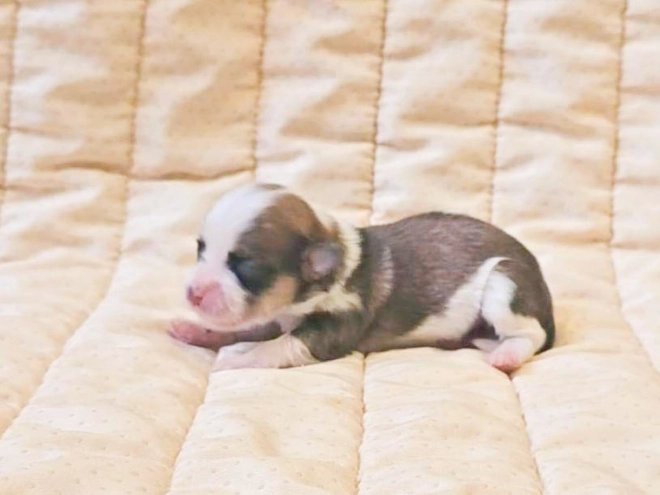 Havanese puppy for sale