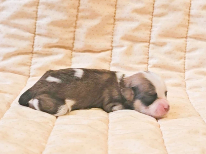 Havanese puppy for sale