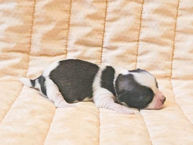 Havanese puppy for sale