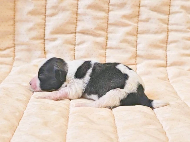 Havanese puppy for sale
