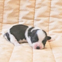 Panda, sable and white Havanese for sale