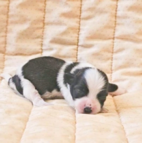 Havanese puppy for sale