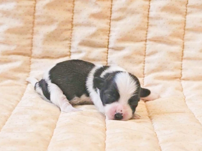Havanese puppy for sale