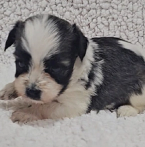 Havanese puppy for sale