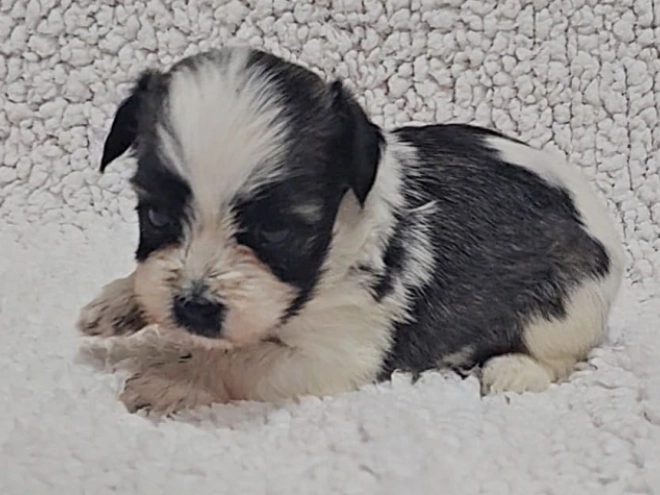 Havanese puppy for sale