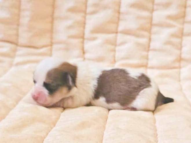 Havanese puppy for sale