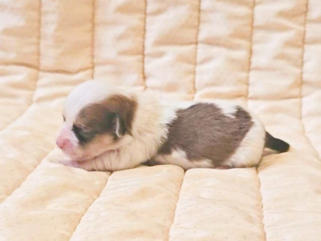 Havanese puppy for sale