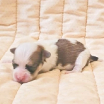 Havanna, sable and white Bichón Habanero en venta