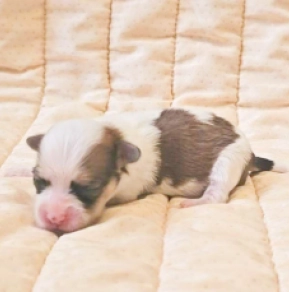 Havanese puppy for sale