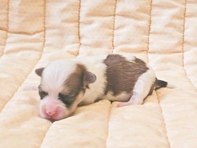 Havanese puppy for sale