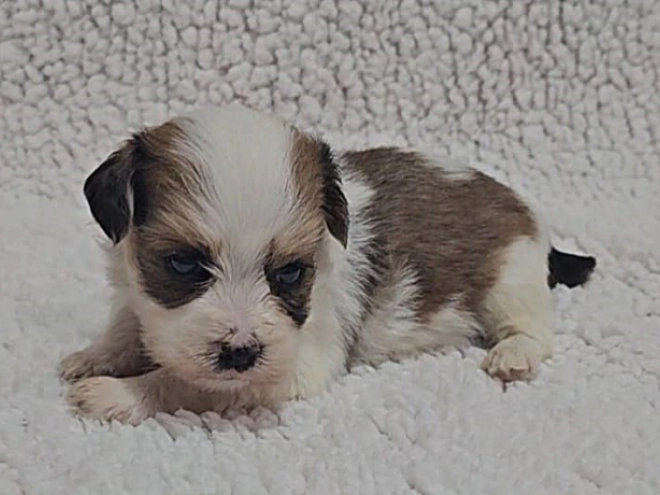 Havanese puppy for sale