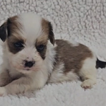 Havanna, sable and white Havanese for sale