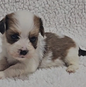 Havanese puppy for sale