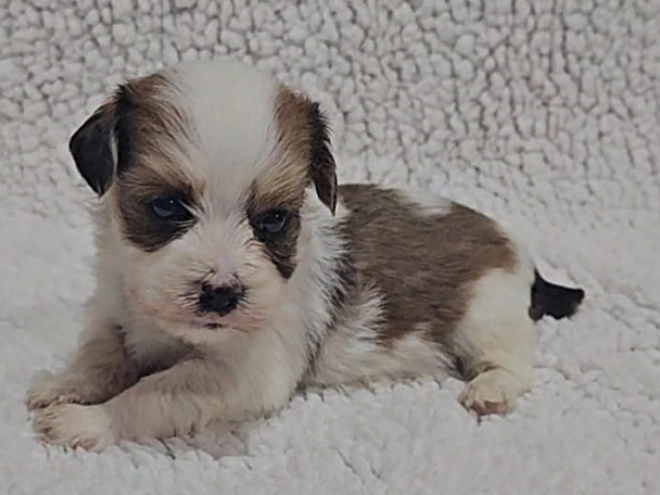 Havanese puppy for sale