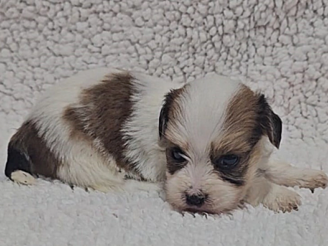 Havanese puppy for sale