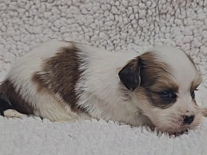 Havanese puppy for sale