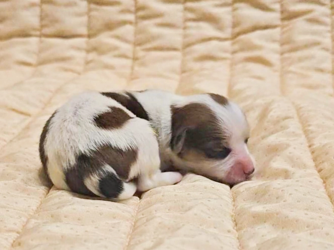 Havanese puppy for sale