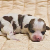 Kewpie, sable and white Havanese for sale
