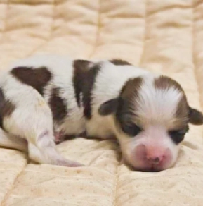 Havanese puppy for sale