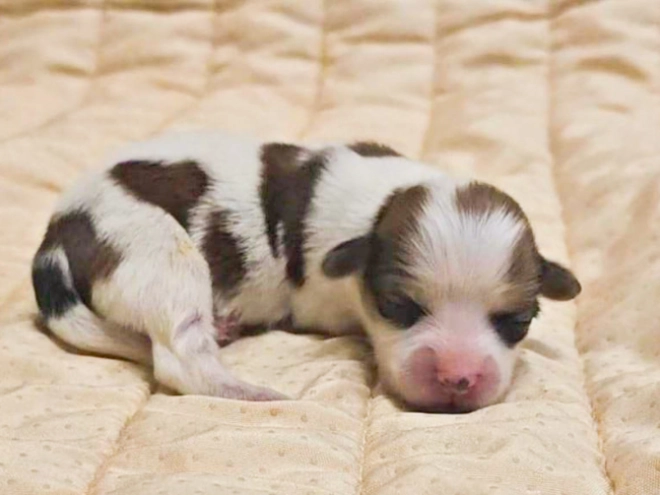 Havanese puppy for sale