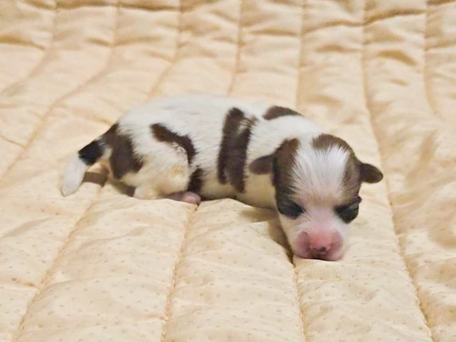 Havanese puppy for sale