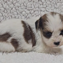 Kewpie, sable and white Havaneser Welpen kaufen