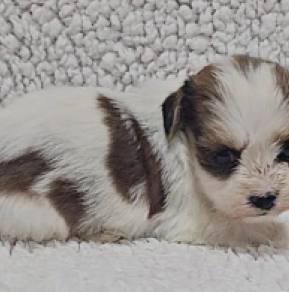 Havanese puppy for sale