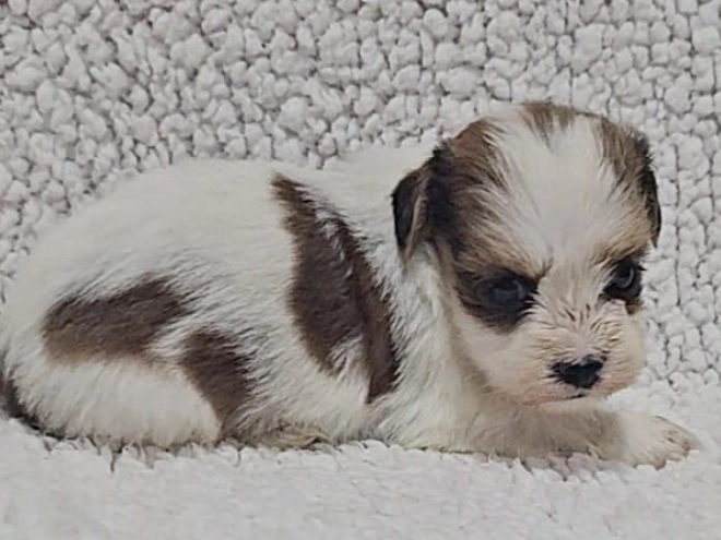 Havanese puppy for sale