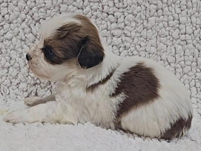 Havanese puppy for sale