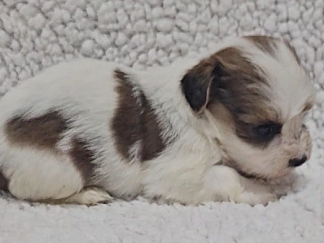 Havanese puppy for sale