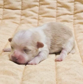 Havanese puppy for sale