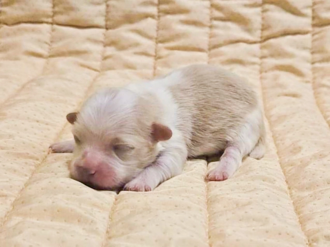Havanese puppy for sale