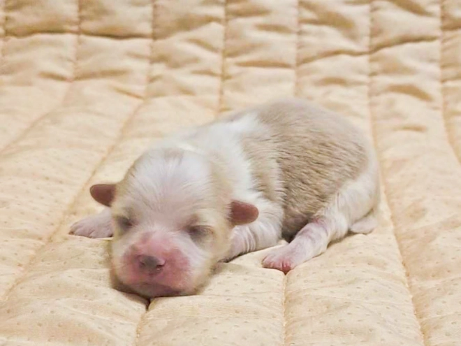 Havanese puppy for sale