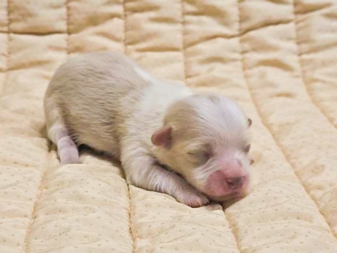 Havanese puppy for sale