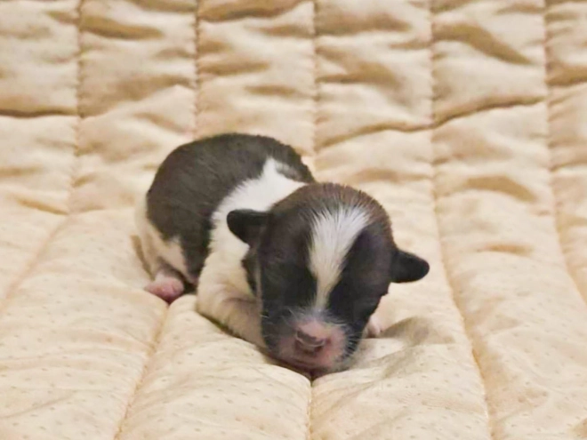 Havanese puppy for sale