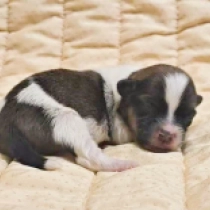 Pirate, sable and white Bichón Habanero en venta